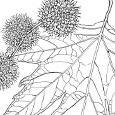  Platanus orientalis